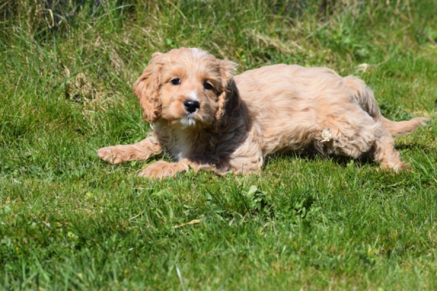 Cockapoo (reu) 24643