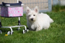 West Highland White Terrier (reu) 30637