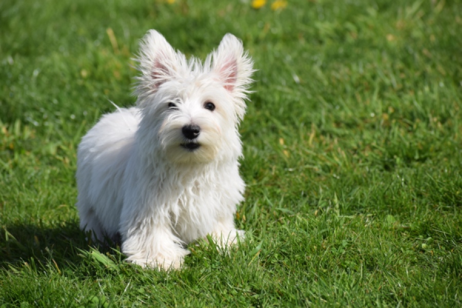 West Highland White Terrier (reu) 30637