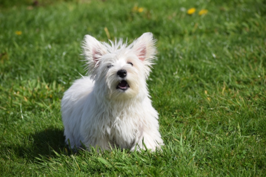 West Highland White Terrier (reu) 30637