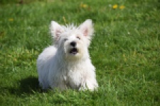 West Highland White Terrier (reu) 30637