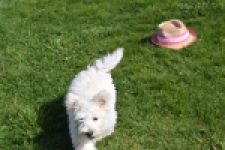 West Highland White Terrier (reu) 30637