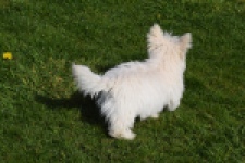 West Highland White Terrier (reu) 30637