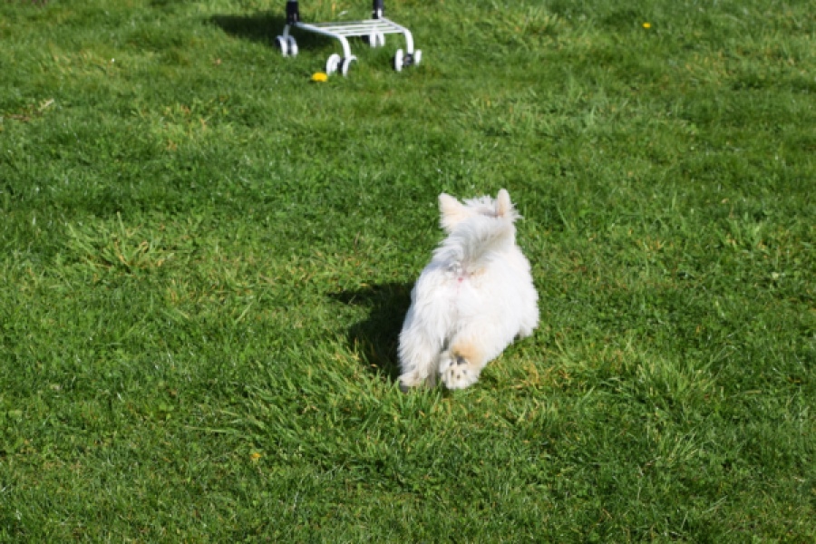 West Highland White Terrier (reu) 30637