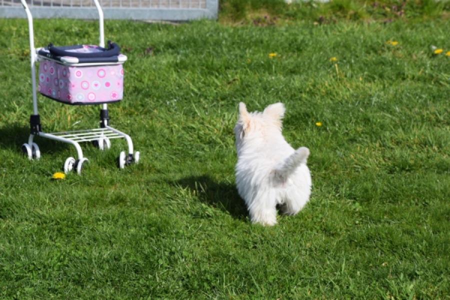 West Highland White Terrier (reu) 30637