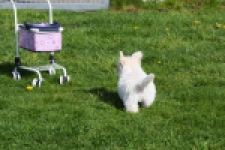 West Highland White Terrier (reu) 30637