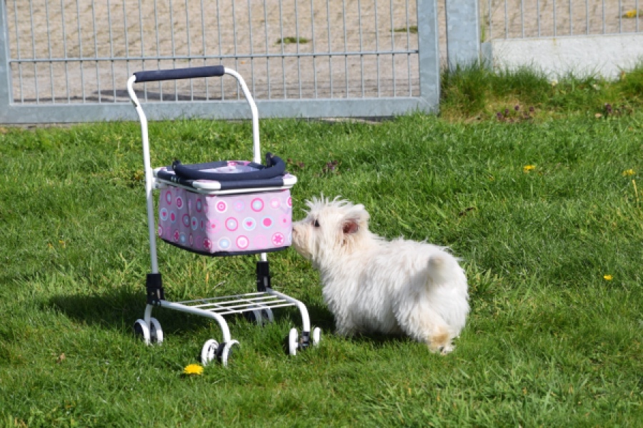 West Highland White Terrier (reu) 30637
