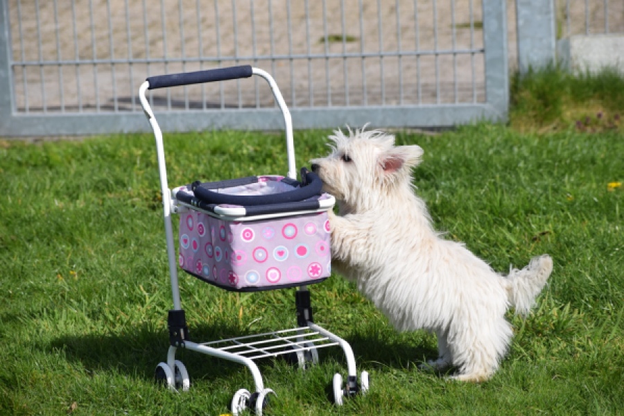 West Highland White Terrier (reu) 30637