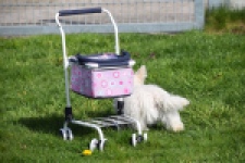 West Highland White Terrier (reu) 30637