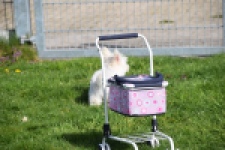 West Highland White Terrier (reu) 30637