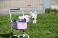 West Highland White Terrier (reu) 30637