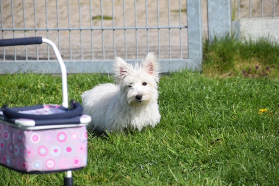 West Highland White Terrier (reu) 30637