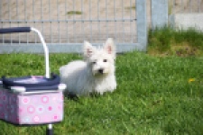 West Highland White Terrier (reu) 30637