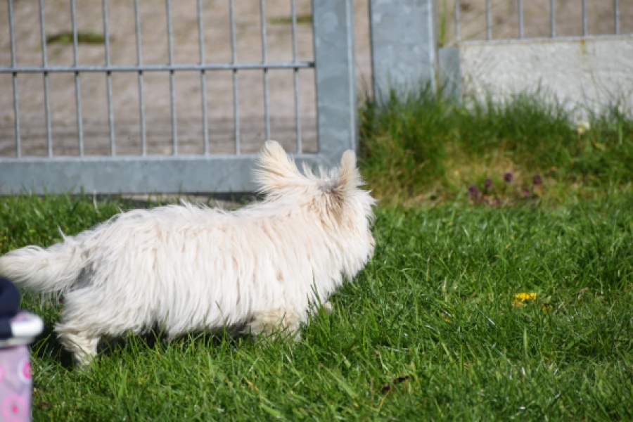 West Highland White Terrier (reu) 30637