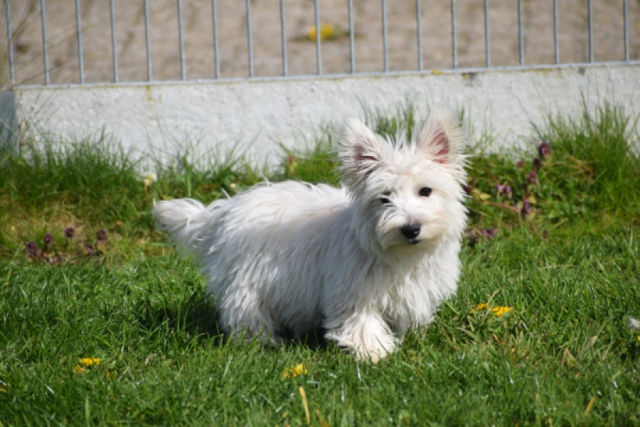 West Highland White Terrier (reu) 30637