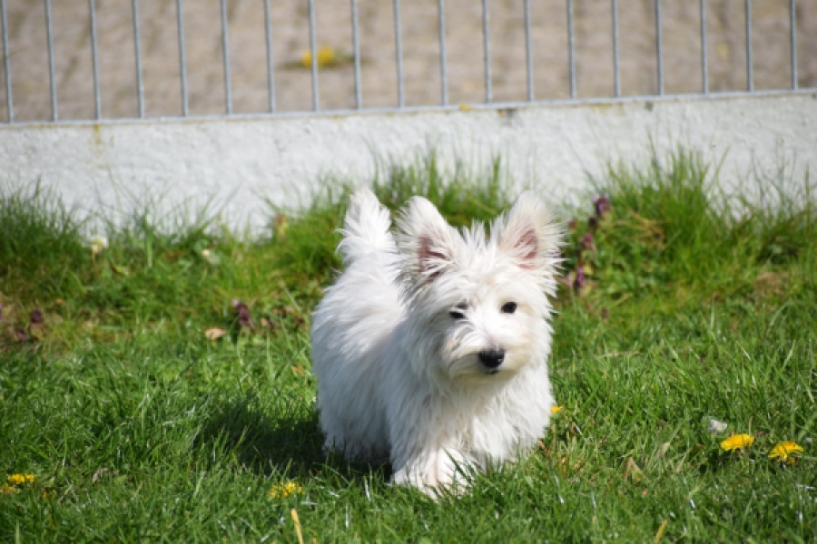 West Highland White Terrier (reu) 30637