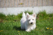 West Highland White Terrier (reu) 30637