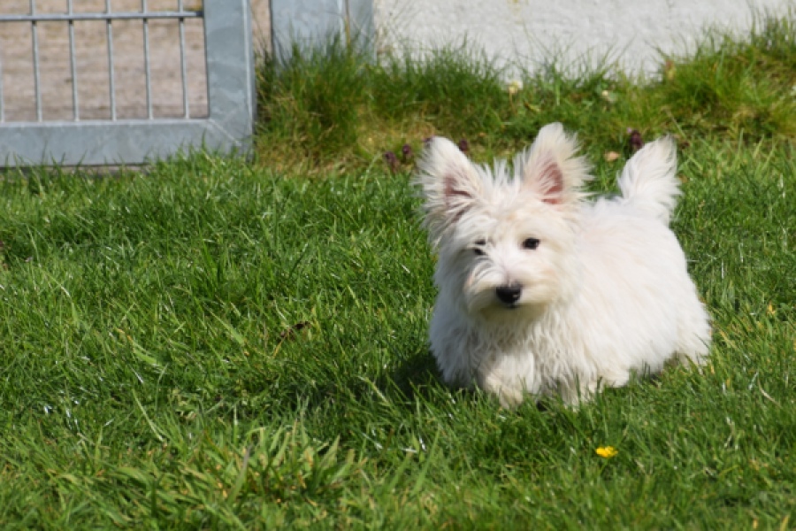 West Highland White Terrier (reu) 30637