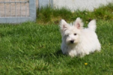 West Highland White Terrier (reu) 30637