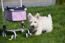 West Highland White Terrier (reu) 30637