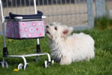 West Highland White Terrier (reu) 30637