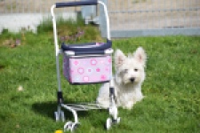 West Highland White Terrier (reu) 30637