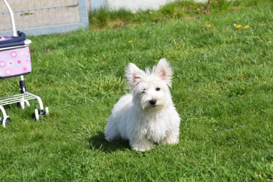 West Highland White Terrier (reu) 30637