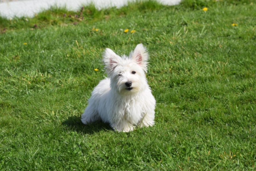 West Highland White Terrier (reu) 30637