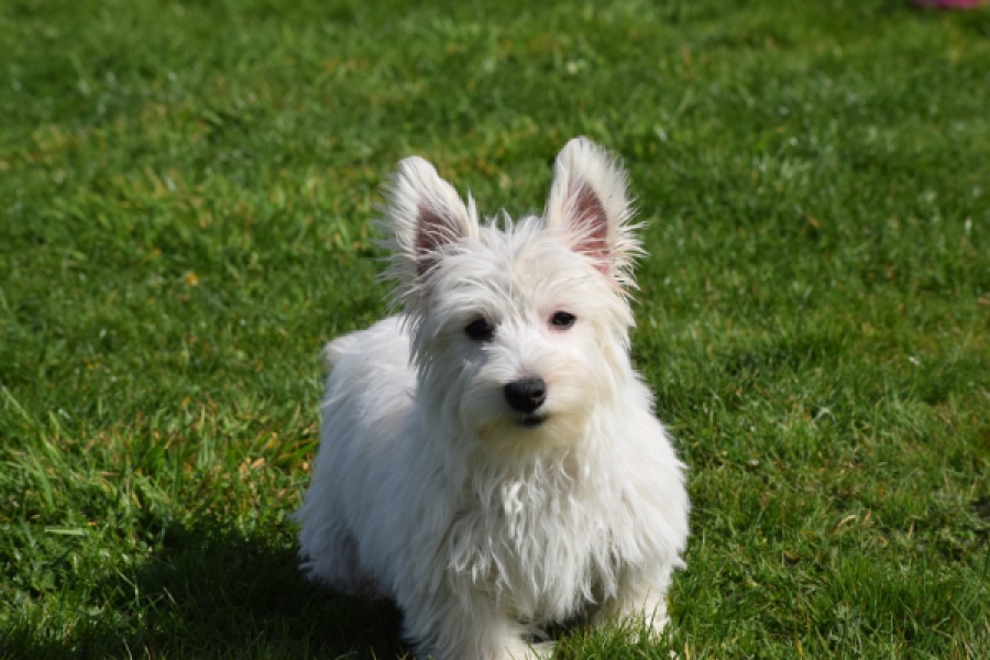West Highland White Terrier (teef) 30636