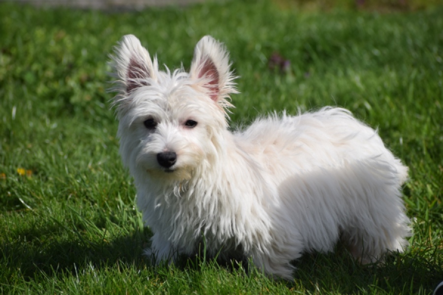 West Highland White Terrier (teef) 30636