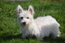 West Highland White Terrier (teef) 30636