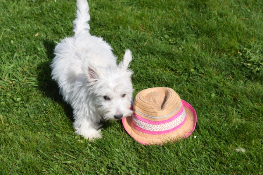 West Highland White Terrier (teef) 30636