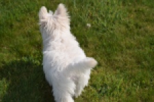 West Highland White Terrier (teef) 30636