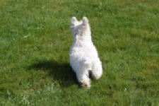West Highland White Terrier (teef) 30636