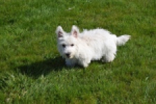 West Highland White Terrier (teef) 30636