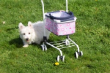 West Highland White Terrier (teef) 30636