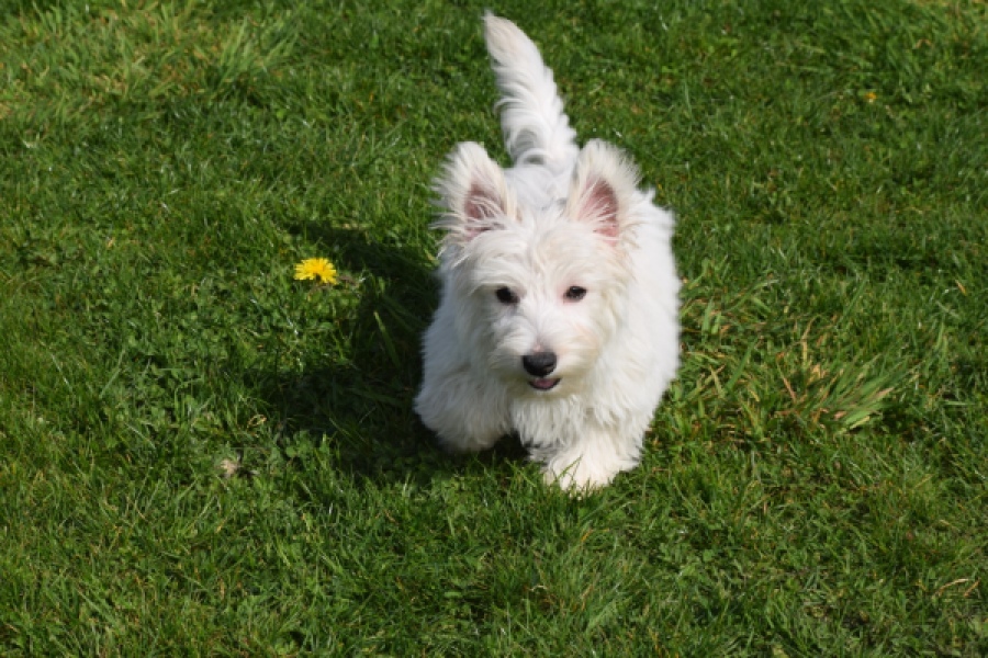 West Highland White Terrier (teef) 30636