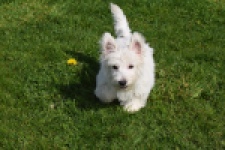 West Highland White Terrier (teef) 30636