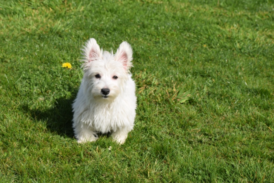 West Highland White Terrier (teef) 30636
