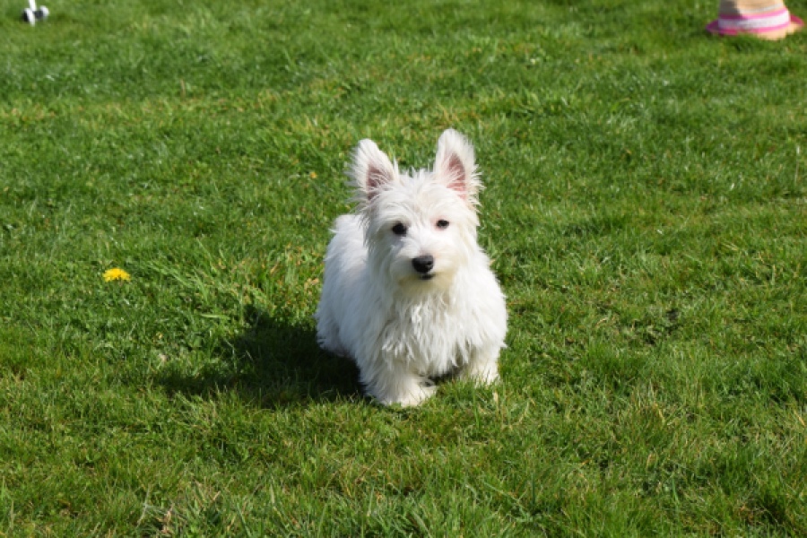 West Highland White Terrier (teef) 30636