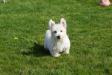 West Highland White Terrier (teef) 30636