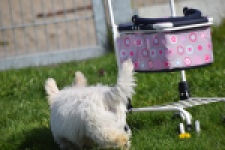 West Highland White Terrier (teef) 30636