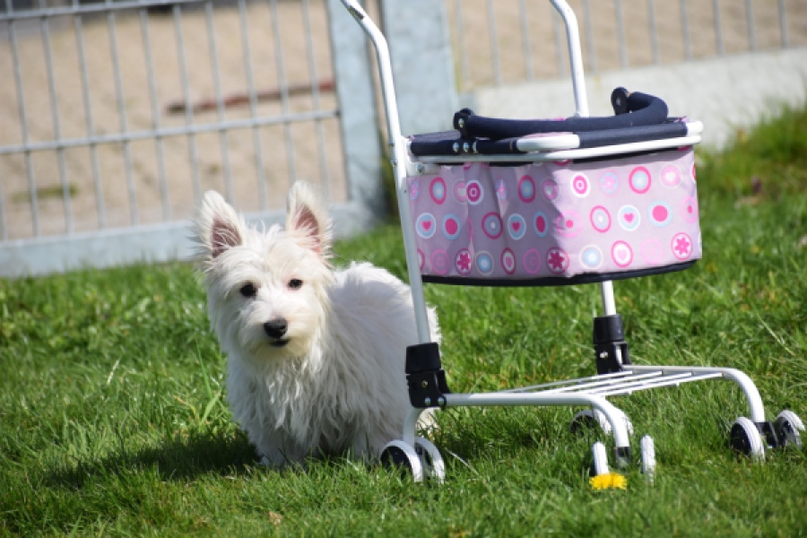 West Highland White Terrier (teef) 30636