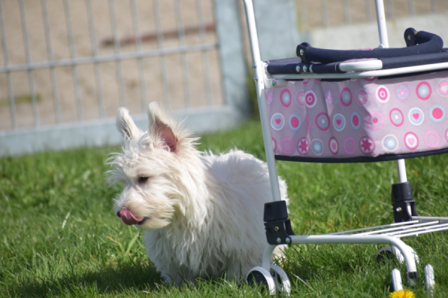 West Highland White Terrier (teef) 30636