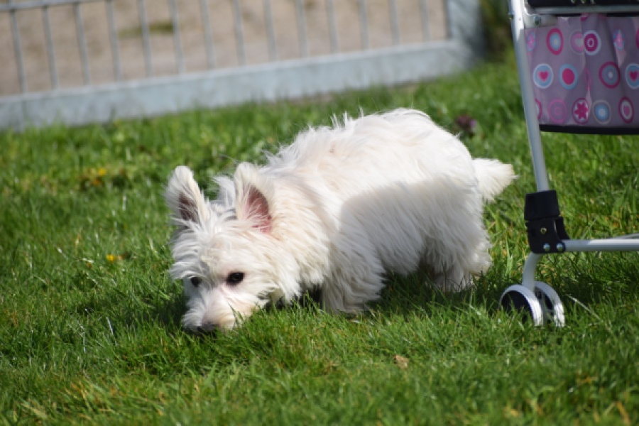 West Highland White Terrier (teef) 30636