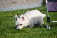 West Highland White Terrier (teef) 30636