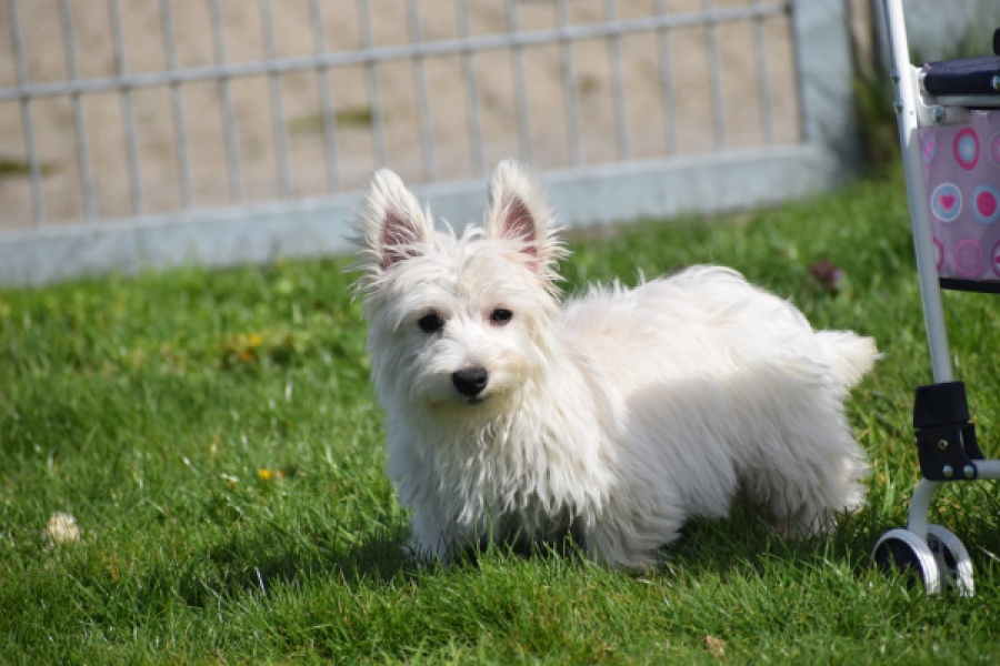 West Highland White Terrier (teef) 30636