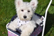 West Highland White Terrier (teef) 30635