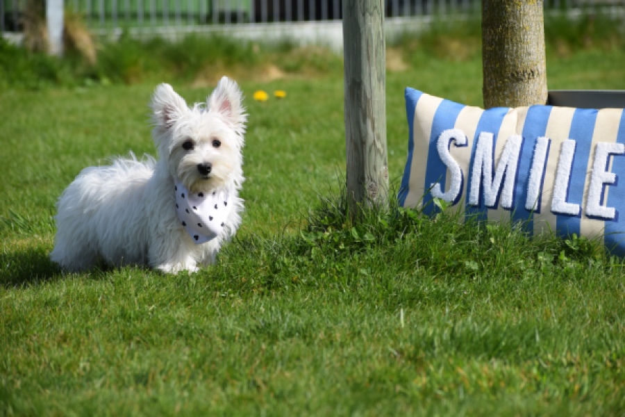 West Highland White Terrier (teef) 30635