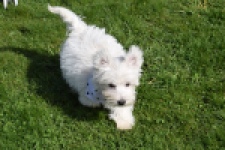 West Highland White Terrier (teef) 30635